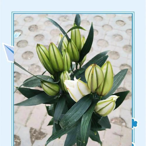 插百合花的寓意是什么意思？百合花代表了哪些美好象征？