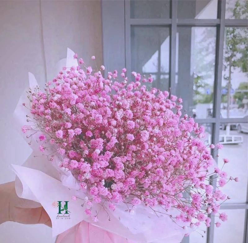 满天星粉色花语是什么？粉色满天星代表什么含义？