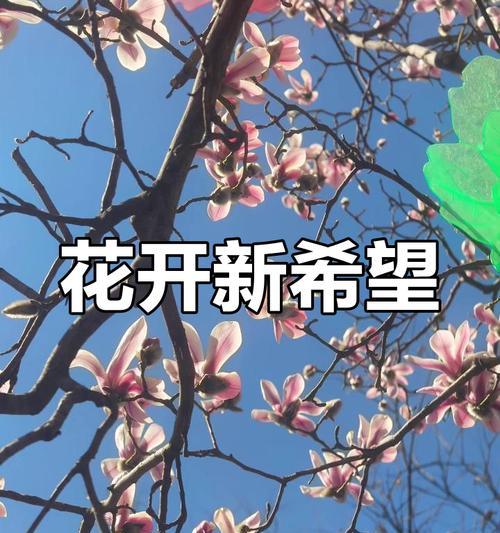 什么花寓意新生？揭秘代表重生与希望的花卉象征意义？