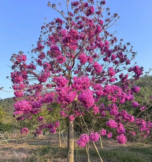 风传递了什么花语？如何通过风向解读花语含义？