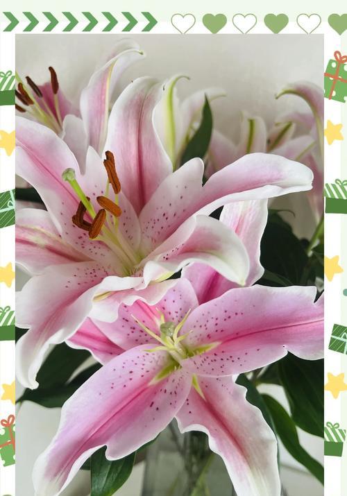 象征着服从的花是什么花？这种花的花语有哪些含义？