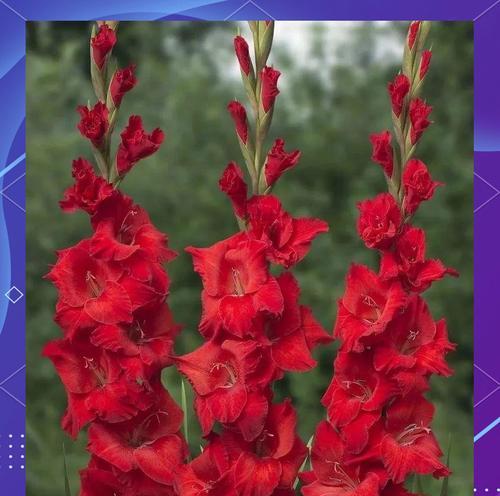 象征着服从的花是什么花？这种花的花语有哪些含义？