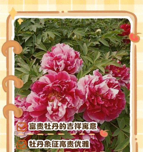 牡丹花的寓意象征是什么？带牡丹花的花语有哪些含义？