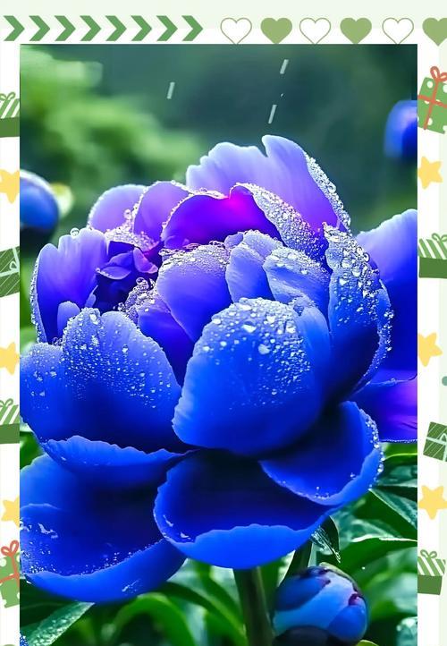 牡丹花的寓意象征是什么？带牡丹花的花语有哪些含义？