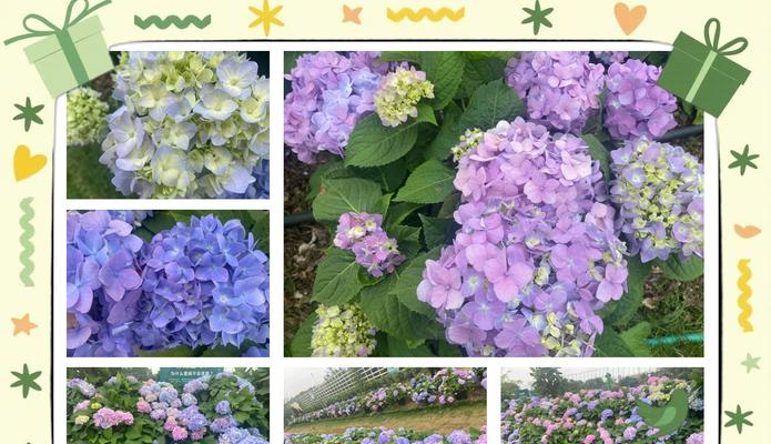 象征爱情的绣球花品种是什么？如何挑选最浪漫的绣球花？