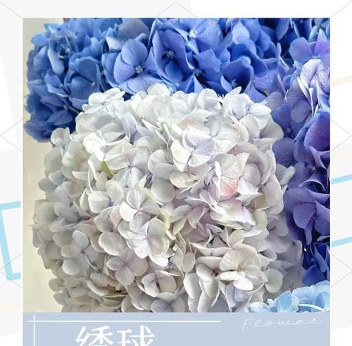 象征爱情的绣球花品种是什么？如何挑选最浪漫的绣球花？