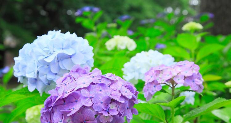 象征爱情的绣球花品种是什么？如何挑选最浪漫的绣球花？
