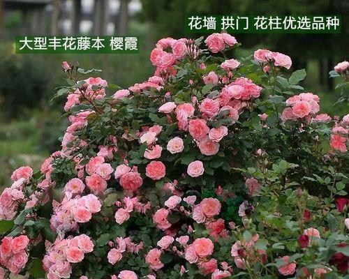 寓意好攀爬的花是什么花？如何选择适合攀爬的花卉品种？
