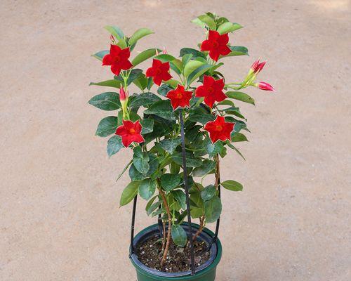 寓意好攀爬的花是什么花？如何选择适合攀爬的花卉品种？