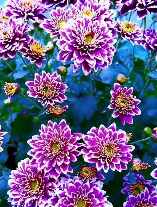 以段起名象征好运的花是什么花？如何选择寓意吉祥的花卉？
