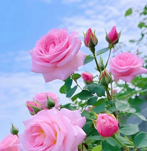 象征娇羞的花是什么花呢？揭秘花语背后的秘密含义？