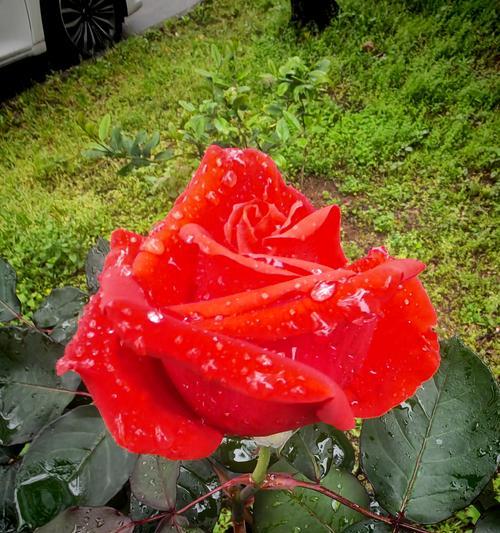 象征娇羞的花是什么花呢？揭秘花语背后的秘密含义？
