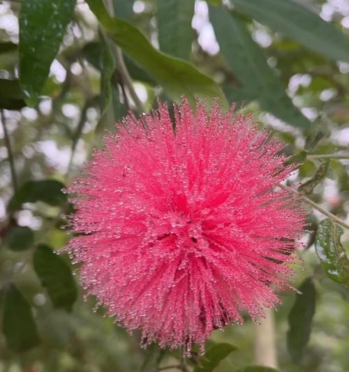 象征娇羞的花是什么花呢？揭秘花语背后的秘密含义？