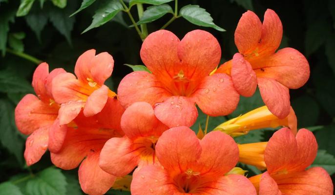 象征爱的纹路的花朵是什么花？这种花的花语有哪些含义？