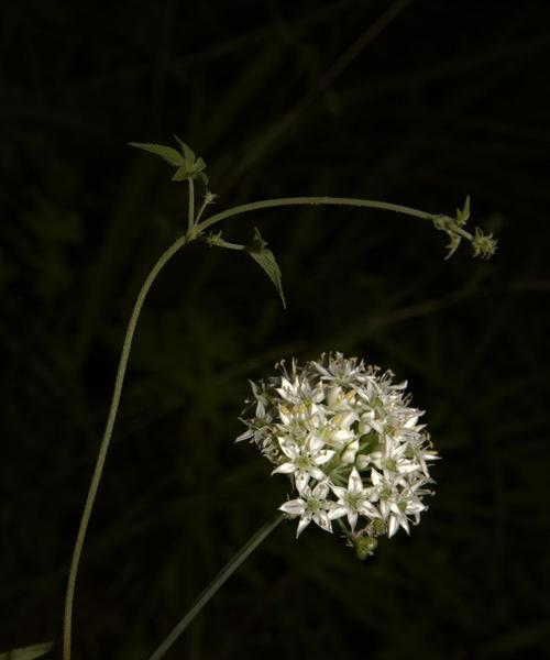韭菜花花语是什么？了解韭菜花的象征意义和用途？