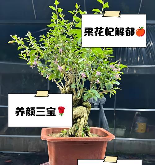 捡玫瑰花和苹果的寓意是什么？这些行为背后隐藏的含义是什么？