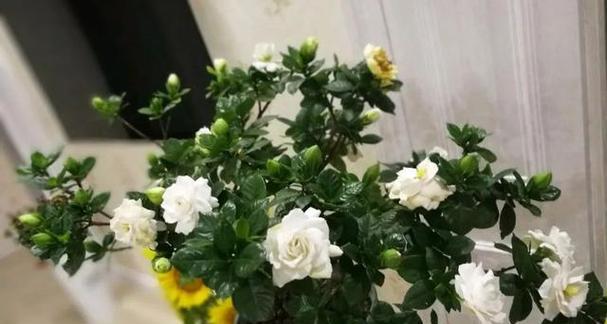 刺客象征的花是什么？刺客常用的花有哪些特点？