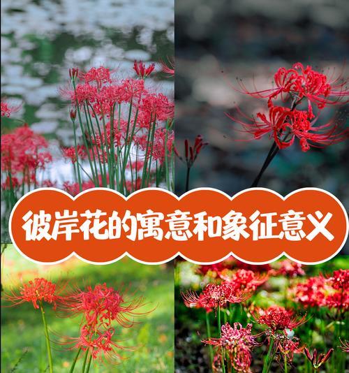 刺客象征的花是什么？刺客常用的花有哪些特点？