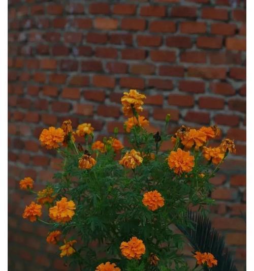 刺客象征的花是什么？刺客常用的花有哪些特点？
