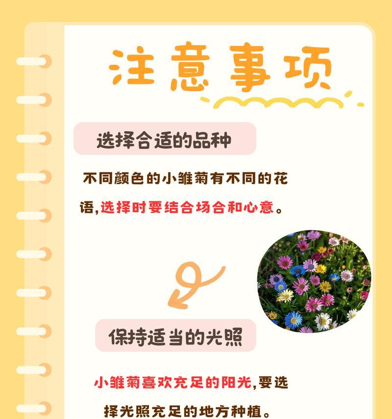 黄小雏菊的花语是什么？如何正确解读黄小雏菊的含义？