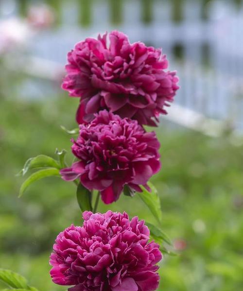 象征可能性的花是什么花？这种花的含义和象征意义是什么？