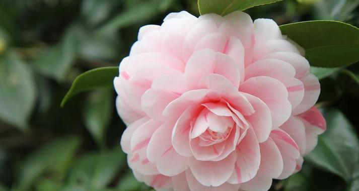 象征可能性的花是什么花？这种花的含义和象征意义是什么？