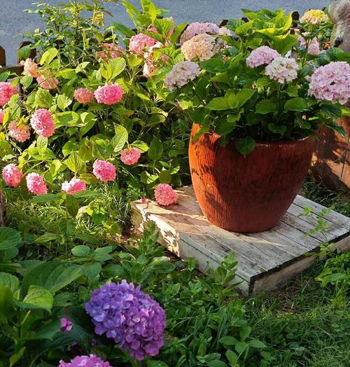 绣球花语是什么？绣球花代表的含义有哪些？