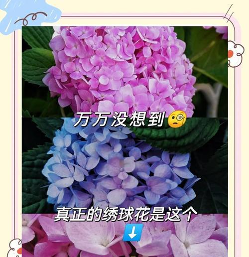 绣球花语是什么？绣球花代表的含义有哪些？
