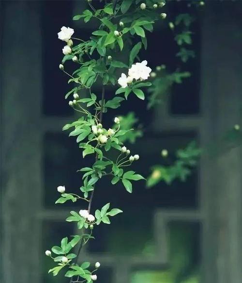 莳花弄草的含义和象征是什么？如何通过园艺活动表达情感？