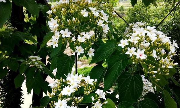 梧桐花的花语是什么？梧桐花代表的含义有哪些？