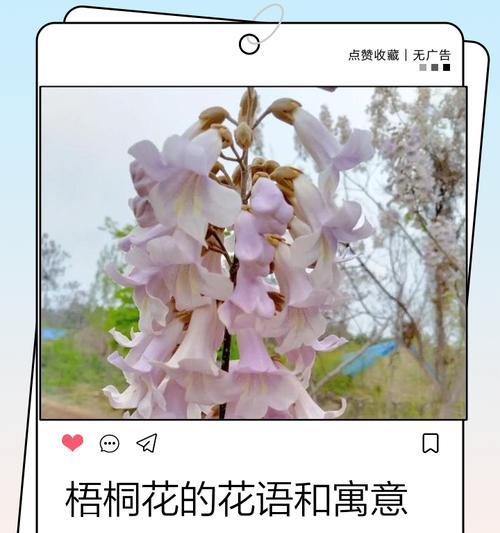 梧桐花的花语是什么？梧桐花代表的含义有哪些？