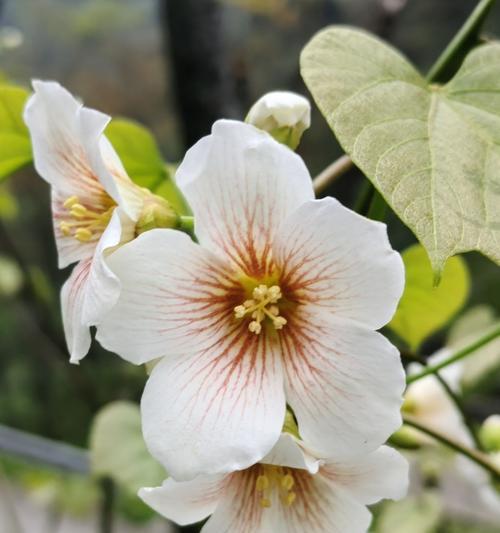 梧桐花的花语是什么？梧桐花代表的含义有哪些？