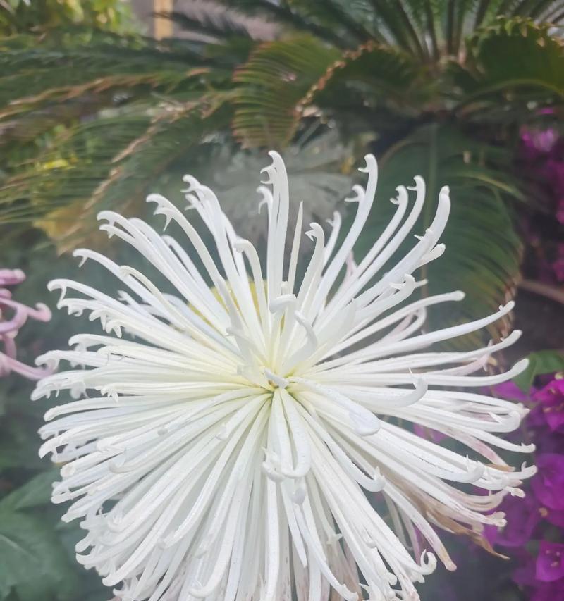 哪种花象征着对亲人的思念？如何表达哀思？