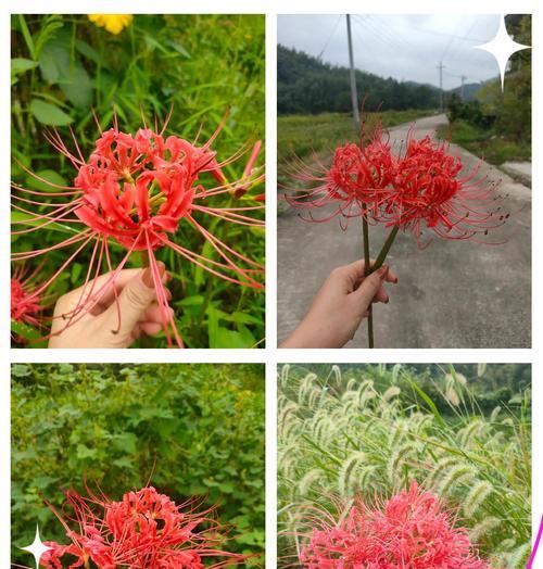 哪种花象征着对亲人的思念？如何表达哀思？