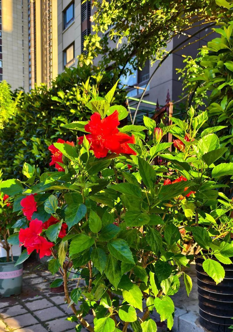 木槿花象征着什么？木槿花的含义和文化意义是什么？