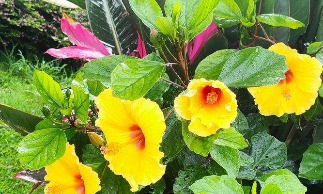 木槿花象征着什么？木槿花的含义和文化意义是什么？