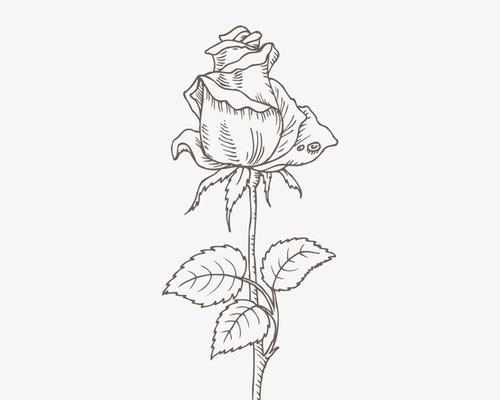 灰色的花代表什么？灰色花朵的象征意义有哪些？