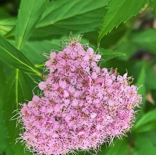 象征着友谊的花藤是什么花？花藤的花语有哪些含义？