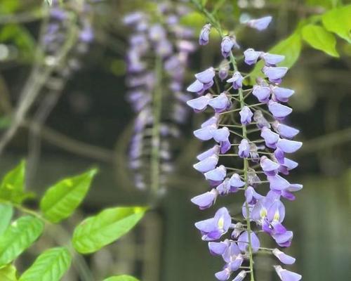 象征着友谊的花藤是什么花？花藤的花语有哪些含义？