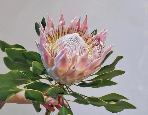象征皇帝的花是什么？揭秘皇室御用花卉的含义？