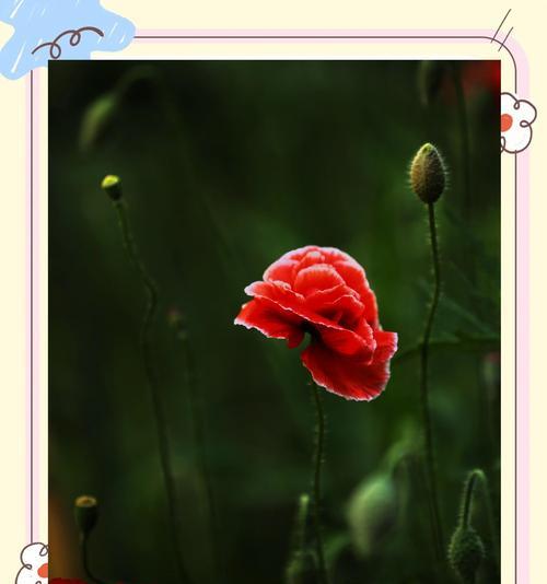 鱼美人花语代表什么含义？花语背后的故事是什么？
