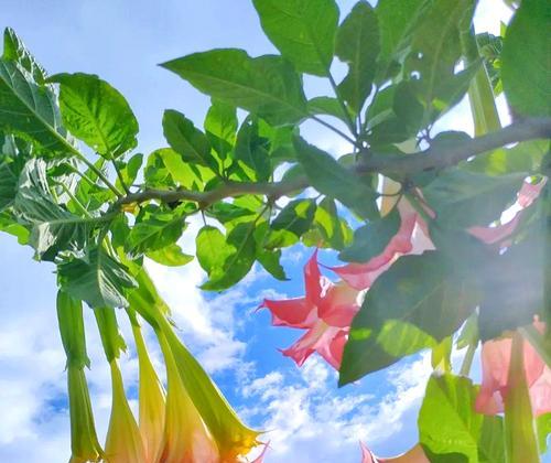 象征阴险的花是什么花？这种花的花语和象征意义是什么？