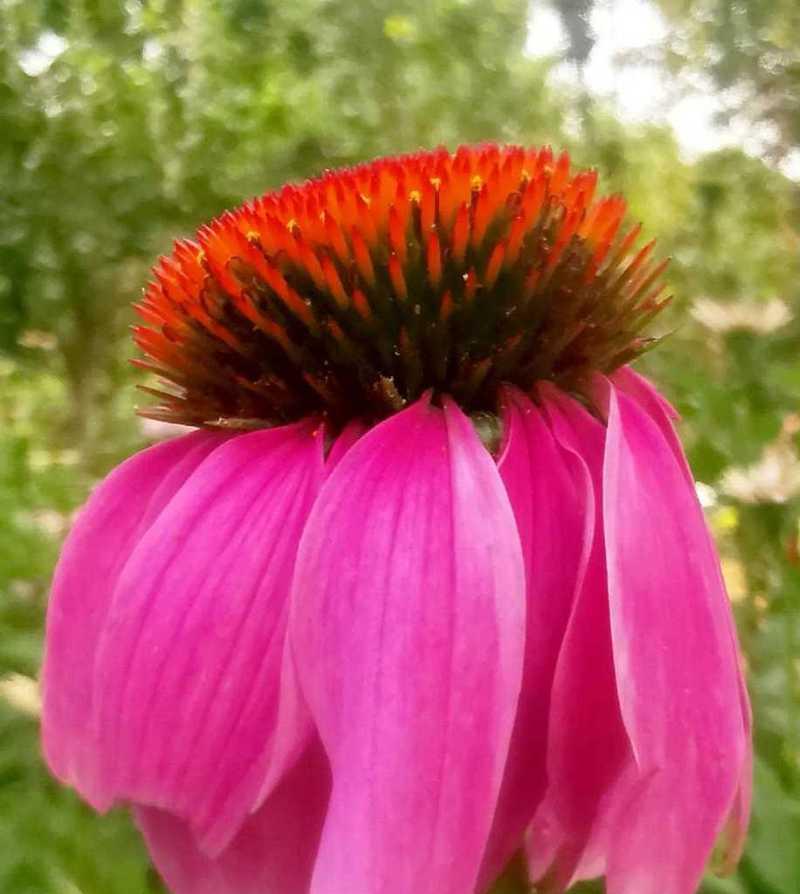 象征阴险的花是什么花？这种花的花语和象征意义是什么？