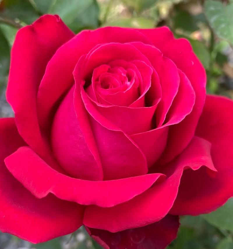 什么花代表平淡生活？寻找象征平和的花卉花语是什么？