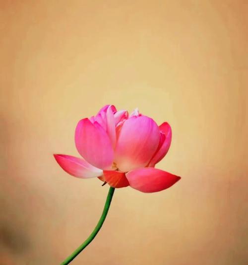 什么花代表平淡生活？寻找象征平和的花卉花语是什么？