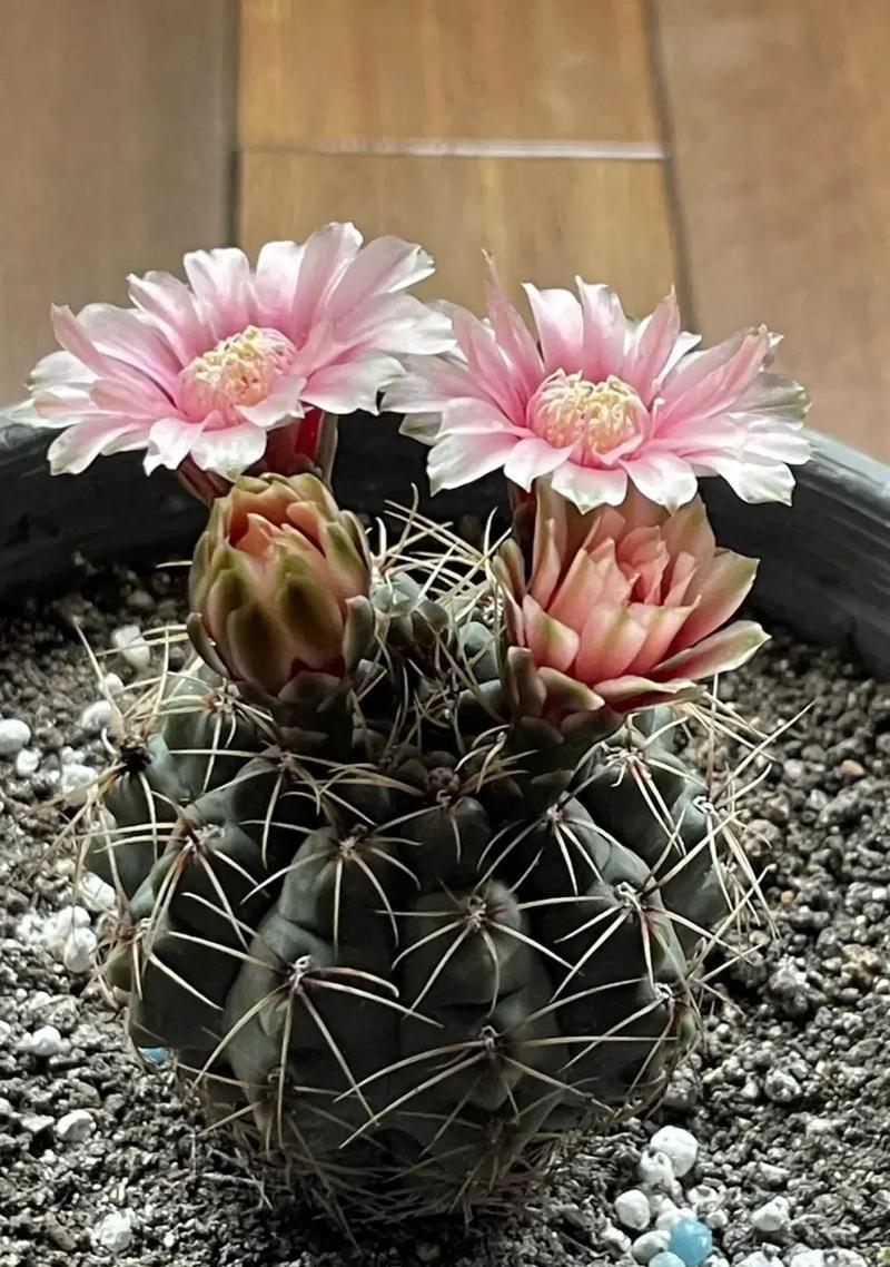鹅掌草的花语是什么？如何用鹅掌草表达情感？