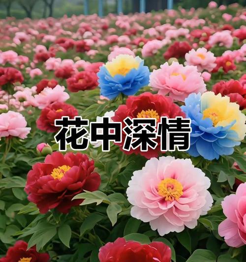 牡丹的花语是什么？如何理解牡丹的象征意义？