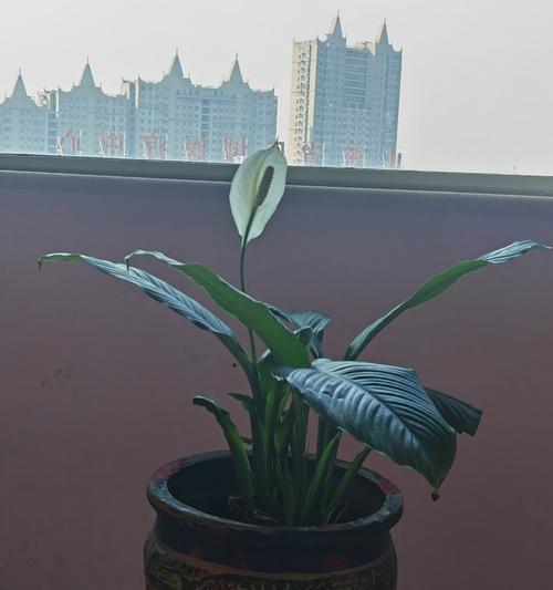 白掌花语是什么？了解白掌的象征意义和养护技巧？