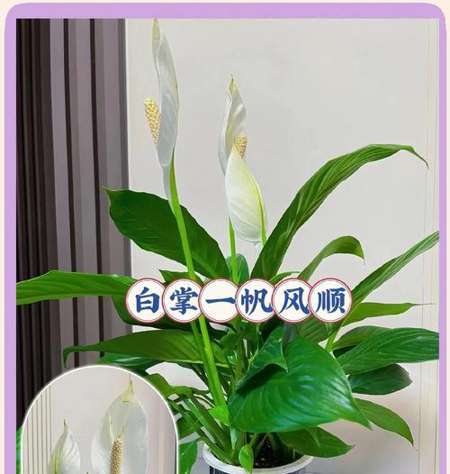 白掌花语是什么？了解白掌的象征意义和养护技巧？