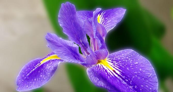 象征自由而热烈的花是什么花？这种花的花语有哪些含义？
